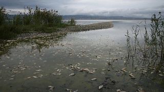 Watch: Drought kills hundreds of fish in Greek lake