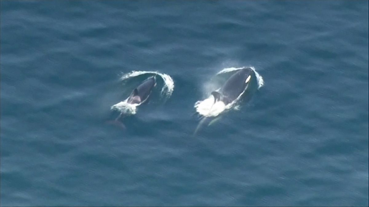 Orcas procuram peixe no estado de Washington