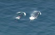 Orcas procuram peixe no estado de Washington