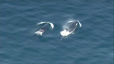 Pod of orcas spotted frolicking in water near Seattle