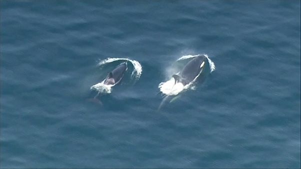 Orcas procuram peixe no estado de Washington Orcas procuram peixe no estado de Washington