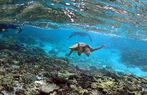 Team of researchers map out areas where underwater noise pollution is at 'critical stage'