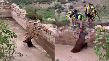 Spanish cyclists rescue trapped deer from flooded ruins of a building