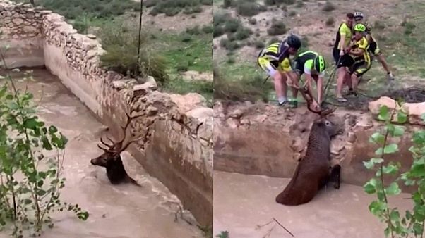 So rettet man einen Hirsch aus einem Wasserbecken So rettet man einen Hirsch aus einem Wasserbecken