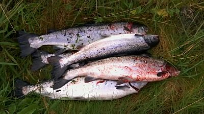 Норвежский лосось с вирусом ушел в дикую природу