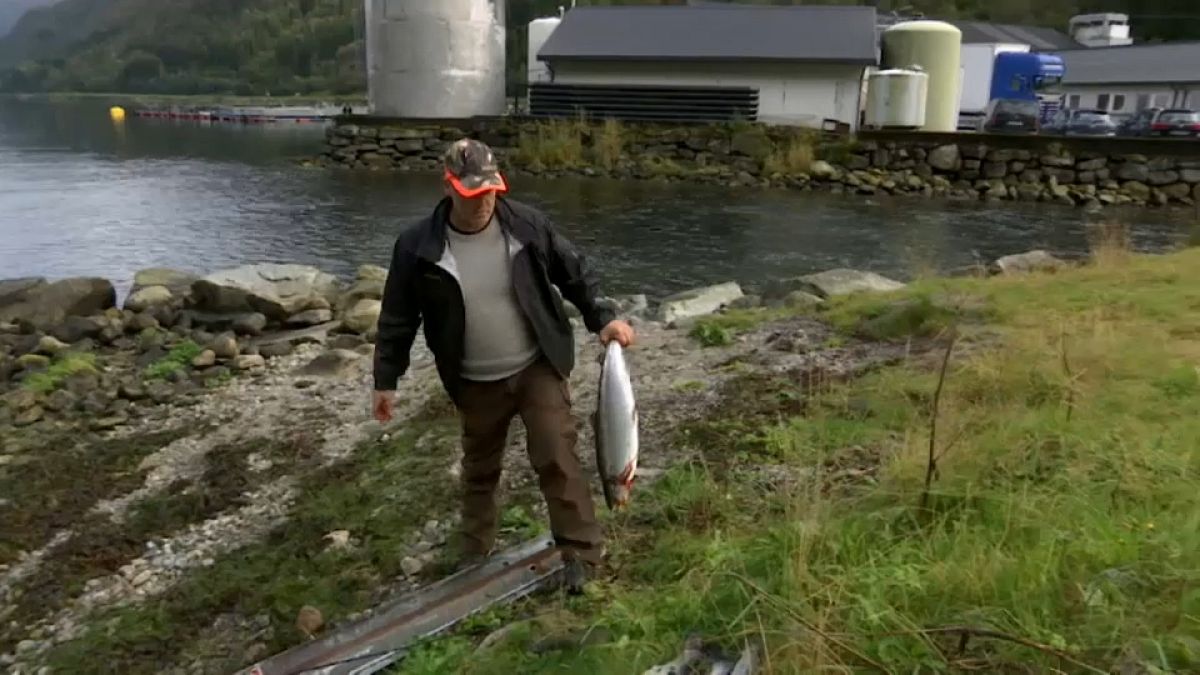 Norvegia: fughe di salmoni d'allevamento, a rischio le specie selvatiche