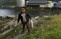 Norvegia: fughe di salmoni d'allevamento, a rischio le specie selvatiche