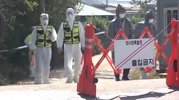 Dél-Koreában is pusztít az afrikai sertéspestis Dél-Koreában is pusztít az afrikai sertéspestis