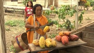 Peru is a major cacao exporter, but also the world's second largest producer of cocaine