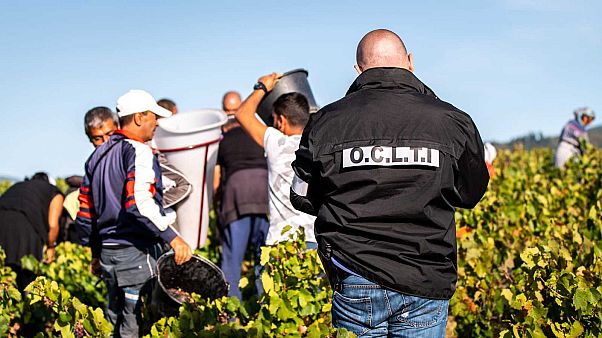 France : un réseau qui exploitait une centaine de vendangeurs bulgares démantelé France : un réseau qui exploitait une centaine de vendangeurs bulgares démantelé