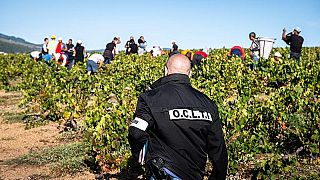 Francia, smantellata rete di trafficanti di esseri umani tra le vigne del Beaujolais