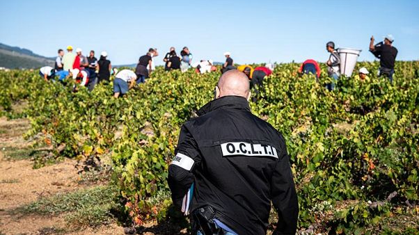 Francia, smantellata rete di trafficanti di esseri umani tra le vigne del Beaujolais Francia, smantellata rete di trafficanti di esseri umani tra le vigne del Beaujolais