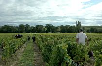 Fransa: Ünlü Beaujolais bağlarında Bulgar işçilerin köle gibi çalıştırıldığı iddiası