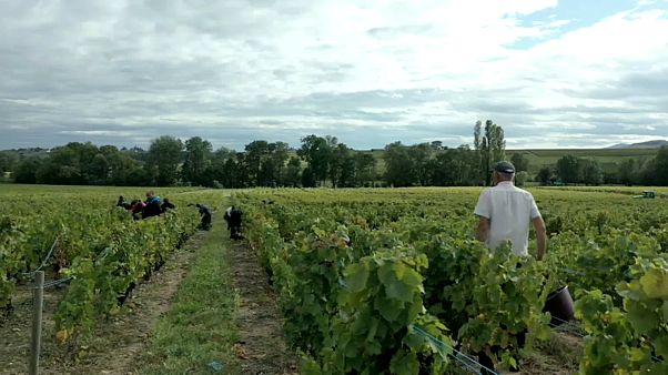 Fransa: Ünlü Beaujolais bağlarında Bulgar işçilerin köle gibi çalıştırıldığı iddiası Fransa: Ünlü Beaujolais bağlarında Bulgar işçilerin köle gibi çalıştırıldığı iddiası