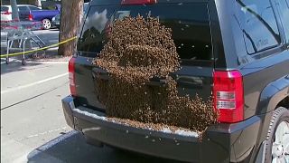 شاهد: تصرف غريب لسرب من النحل في مدينة أسترالية