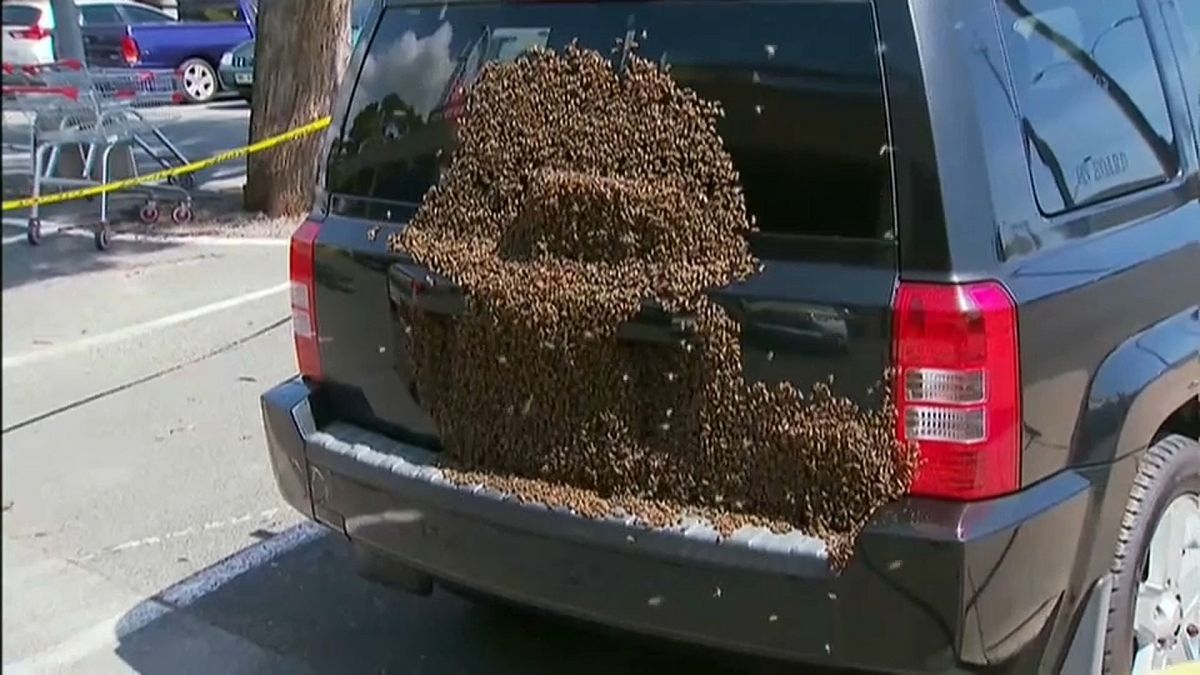 Swarm of bees creates a buzz in an Adelaide car park