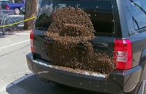 Bienen-Invasion am Autoheck