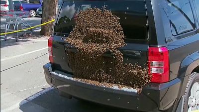 Bienen-Invasion am Autoheck