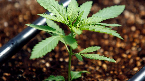 Legalizálták a kannabiszt az ausztrál fővárosban Legalizálták a kannabiszt az ausztrál fővárosban