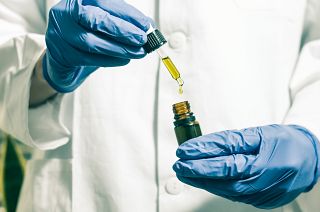 CBD oil derives from the Cannabis plant