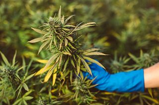 CBD oil derives from the Cannabis plant