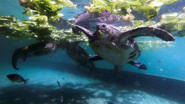 Черепашата под охраной