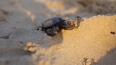 Tartaruga recém-nascida entra no mar pela primeira vez