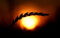 Küresel ısınma: Yüzyılın sonunda buğday tarlalarının yüzde 60'ı yok olacak ve gıda kıtlığı yaşanacak