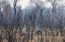 La forêt de Bolivie vidée de sa faune : 2,3 millions d'animaux calcinés