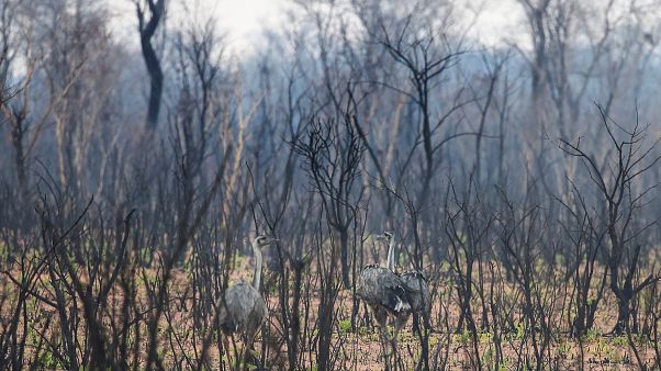 2,3 millió állat pusztulhatott el csak Bolíviában az amazonasi erdőtűzben 2,3 millió állat pusztulhatott el csak Bolíviában az amazonasi erdőtűzben