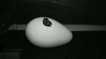 Как вылупляется пингвинёнок