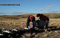 نفوق نسور مفترسة في الأرجنتين.. تعرّف على السبب