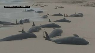 مجموعة من الحيتان النافقة على شاطئ البحر