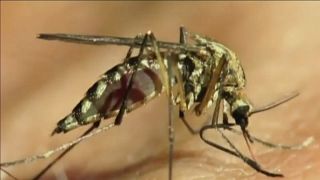 West-Nil-Virus: Erstmals  Infektion durch Stechmücke in Deutschland nachgewiesen