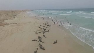 Hecatombe de delfines en la playa del Altar, en Cabo Verde