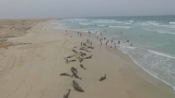 Hecatombe de delfines en la playa del Altar, en Cabo Verde Hecatombe de delfines en la playa del Altar, en Cabo Verde