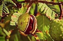 Beloved European horse chestnut tree 'close to extinction' warns report