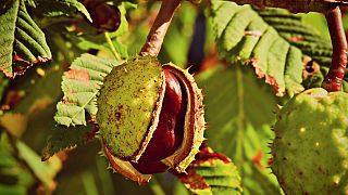 Beloved European horse chestnut tree 'close to extinction' warns report