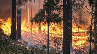 Türkiye'de bu yıl 5 bin 465 hektar ormanlık alan yok oldu