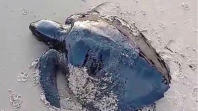 Hayvanlara denizde de rahat yok: Petrol sızıntısından kaçamayan kaplumbağa
