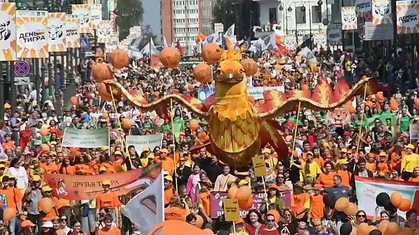 День тигра во Владивостоке День тигра во Владивостоке