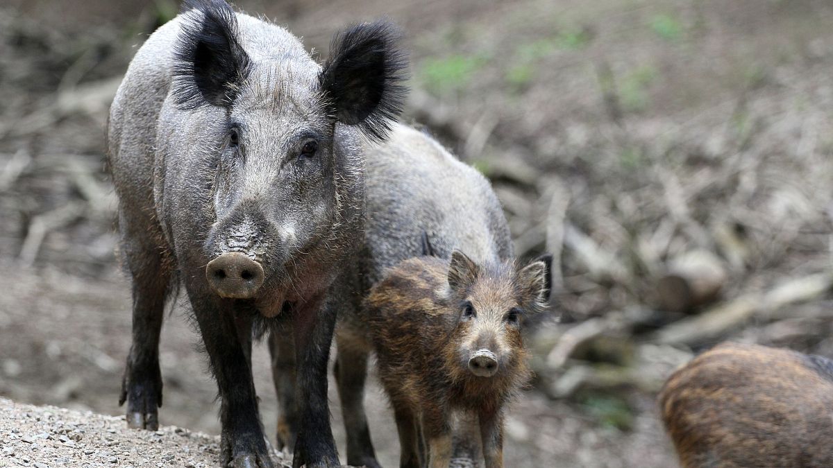 African swine fever detected in Hungarian wild boars