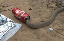 Video: Susuz kalan kobra yılanı boş bira kutusuna sıkıştı
