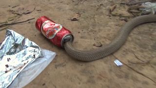Thirsty cobra gets stuck in beer can
