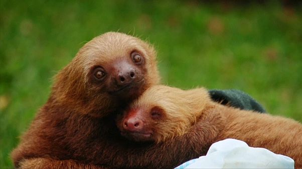 Un hogar para los perezosos en Costa Rica Un hogar para los perezosos en Costa Rica