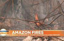 Amazon Fires: Bolivia experiences worst wildfires in living memory 