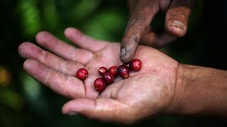 مزارع من المكسيك يعرض حبات القهوة في كفه - آب أغسطس 2019. ادغار كاريدو/رويترز
