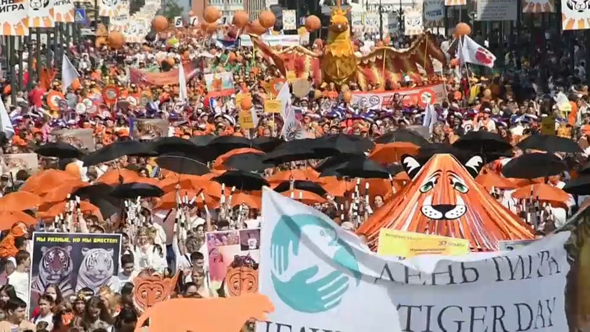 Watch: Vladivostok turns orange for Tiger Day
