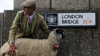 Regno Unito: pecore sul London Bridge secondo un'antica tradizione