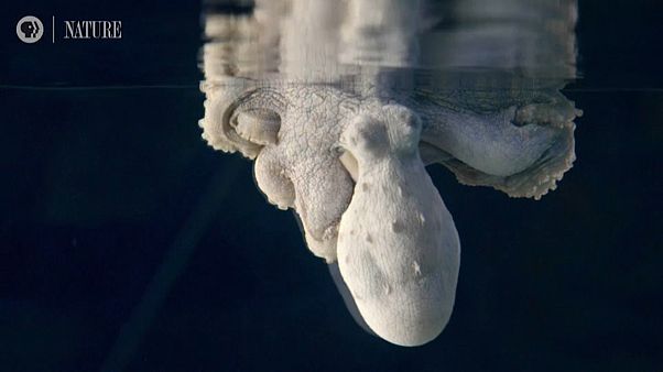 ¿Cuánta belleza cabe en el sueño de un pulpo? ¿Cuánta belleza cabe en el sueño de un pulpo?